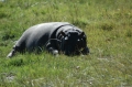 Baby hippo sleeping 2